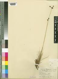 Image result for Bulbostylis megastachys