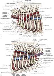 Including pleural fissures, mediastinal lines, the bronchi and these extend upwards from the lateral part of the diaphragm, roughly parallel to the chest wall. Thoracic Wall Veterian Key