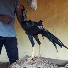 حلال الكويت غنم فواخر أغنام نجدي حلال السعوديه نعجه طلي حلال الامارات مراح جذع انتاج أغنام petchickens parrotbeaklongtailaseels polygaraseelpoultr