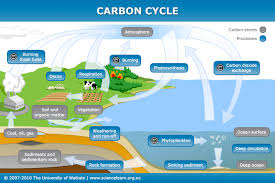 The carbon cycle is the movement of the element carbon through the earth's rock and sediment, the aquatic environment, land environments, and the atmosphere. The Ocean And The Carbon Cycle Science Learning Hub