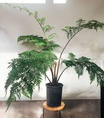 Plant Crush Meet The Tree Fern Fern Plant Plants Trees To Plant