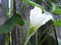 Image result for Lagenaria siceraria