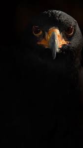 Besiktas Wallpaper Kara Kartal Hayvan Fotografciligi Yirtici Kuslar Eagles