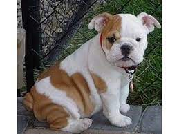 There are many scams involving the. English Bulldog Puppies For Adoption L2sanpiero