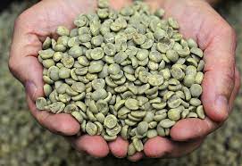 All unroasted beans arabica brazilian coffee coffee beans decaf decaf green beans espresso espresso green blends ethiopian coffee fair trade about the bean. The Green Bean All You Need To Know About Wholesale Coffee Suppliers Intercontinental Coffee Trading Inc