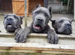 Our cane corso dogs eat the best quality food and we try to make them more active, whether we talk about the training or socialization (everyday life). 88 Blue Cane Corso Puppies For Sale Near Me L2sanpiero