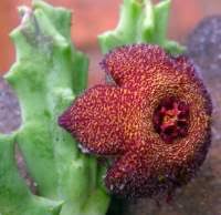 Image result for Riocreuxia torulosa