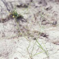 Image result for Limeum sulcatum