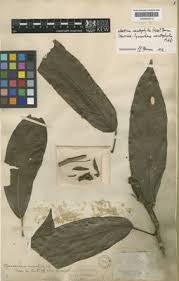 Image result for Albertisia exelliana