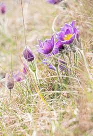 Pulsatilla Hashtag On Twitter