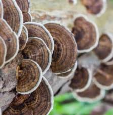 Image result for turkey tails mushrooms