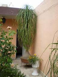 pin by nilda stroop on pata elefante tropical landscape design indoor plants tropical landscaping