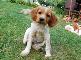 Image result for bretanský dlouhosrstý ohař