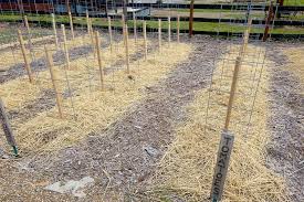Tie a loose loop around the plant stem, and a knot around the stake. The Best Way To Stake Tomato Plants Ever A New Twist On Diy Stakes