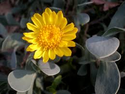 Image result for Hertia