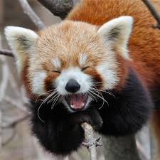 Red Pandas Are The Represent The Web Browser Fire Fox Laughing Animals Cute Animals Cute Baby Animals