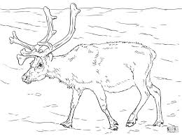 And you can freely use images for your personal blog! Get This Deer Coloring Pages Realistic Deer Drawing For Adults