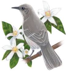 Birds Native To Georgia Usa State Birds And Flowers Alabama Through Georgia State Birds Bird Florida Birding