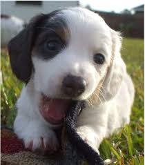 Maybe you would like to learn more about one of these? Dachshund Mix Puppy With Long Hair Bitting On The Matt On The Grass Jpg 12 Comments