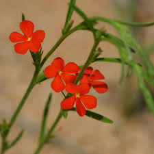 Image result for Striga asiatica