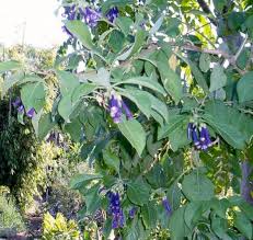Image result for Iochroma cyaneum
