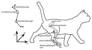 Then, we gave you a cat skeleton diagram that suggests otherwise. Anatomy Of Cat Hindlimb And Kinematic Marker Placement The Diagram On Download Scientific Diagram