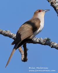 Image result for Erythrocephalum albiflorum