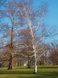 Arnold arboretum of harvard university. Arnold Arboretum Wikipedia
