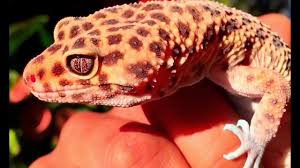 We did not find results for: Ketahuilah 5 Mitos Keberadaan Tokek Di Rumah Kita Youtube By Moncongloe City