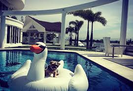 On the street of west bay front road and street number is 840. The Truth About Rich Dogs Of Instagram The Luxonomist