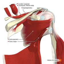 The acromioclavicular joint, where the highest point of the scapula (acromion) meets the clavicle, and the. Supraspinatus Tear Physiopedia