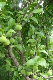 Image result for Lepidotrichilia volkensii