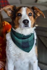 Crochet for dog & cat lovers. Free Dog Bandana Pattern