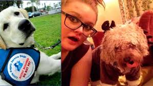 Help Bring Trained Psychiatric Assistance Dogs To The Uk Chuffed Non Profit Charity And Social Enterprise Fundraising