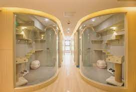 Dog and cat daycare at barkz in olean ny. 6 Of The World S Most Luxurious Cat Hotels Cat Hotel Pet Hotel Animal Room