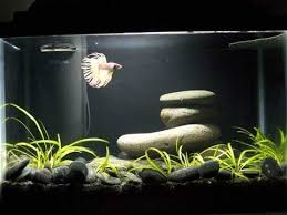 Betta Fish Tanks Google Search Betta Fish Tank Betta Aquarium Fish Tank