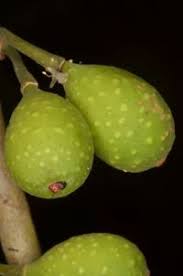 Image result for Ficus ottoniifolia