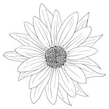 Black And White Line Art Sunflower Drawing Sun Flower130110 Jpg 800 800 Pixels Sunflower Clipart White Sunflowers Sunflower Drawing