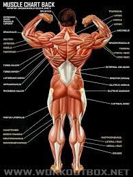 A large muscle group in the shoulder, neck and upper back that pulls the head and shoulders backward. Pin On Gym