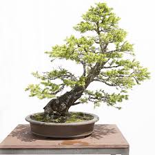 Panduan Perawatan Untuk Pohon Bonsai Cemara Picea Bonsai Klasik