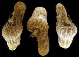 Image result for Panicum pectinellum