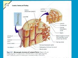 Like compact bone, spongy bone, also known as cancellous bone, contains osteocytes housed in lacunae, but they are not arranged in concentric circles. Bone Histology Types Of Bone Cells 1 Osteocyte