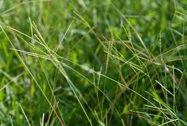 Begini cara mengajukan kur di bank bumn. Common Carpetgrass Axonopus Fissifolius Inaturalist Ca