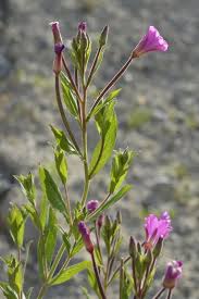Image result for Epilobium hirsutum