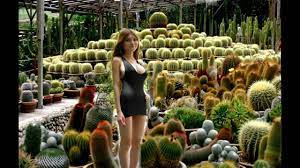 Cameron highlands is home to a few cactus gardens that are found within the tanah rata and tringkap area. Cameron Highland Cactus Farm Youtube