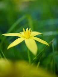 Image result for Hypoxidaceae