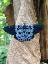 Image result for Dysphania procera