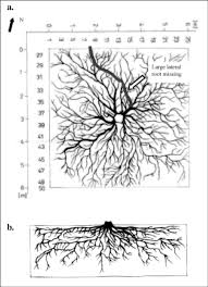 A Ground Plan View Of The Pinus Nigra Root System Redrawn From The Download Scientific Diagram