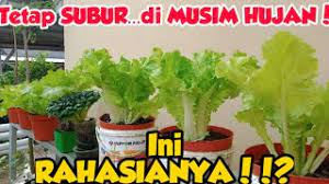 Dibungkus dengan pelastik kedap udara c. Hasil Tanaman Sayuran Daun Sebaiknya Dikemas Dengan Cara Masnurul