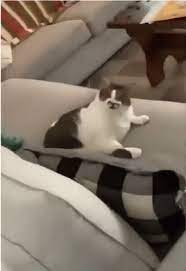 Cat Lick Gif Cat Lick Conk Discover Share Gifs Cats Cat Gif Funny Images